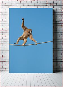 Πίνακας, Monkey on a Tightrope Μαϊμού σε τεντωμένο σχοινί