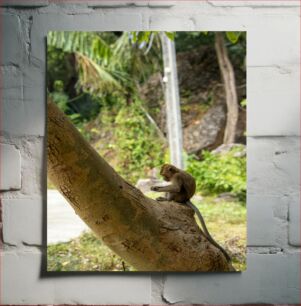 Πίνακας, Monkey on a Tree Πίθηκος σε ένα δέντρο