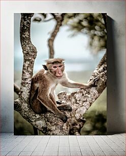 Πίνακας, Monkey on a Tree Πίθηκος σε ένα δέντρο