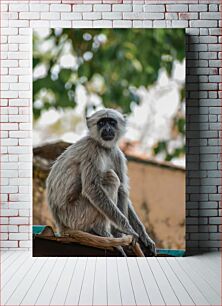 Πίνακας, Monkey Sitting on a Roof Μαϊμού που κάθεται σε μια στέγη