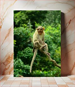 Πίνακας, Monkey Sitting on Branch Μαϊμού που κάθεται στο κλαδί