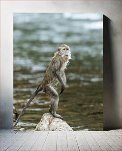 Πίνακας, Monkey Standing on a Rock Μαϊμού που στέκεται σε έναν βράχο