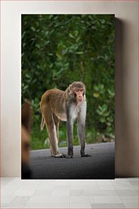 Πίνακας, Monkey Standing on the Road Μαϊμού που στέκεται στο δρόμο