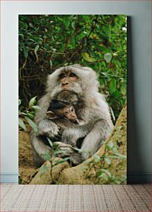 Πίνακας, Monkey with Baby in Jungle Μαϊμού με μωρό στη ζούγκλα