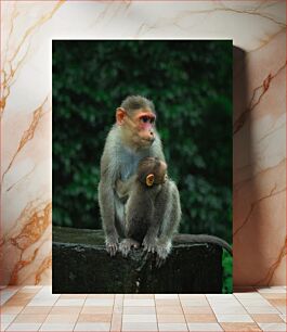 Πίνακας, Monkey with Baby Μαϊμού με μωρό