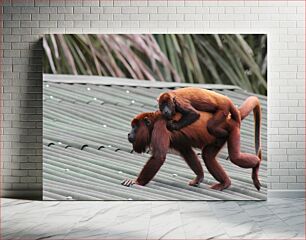 Πίνακας, Monkey with Baby on Back Πίθηκος με το μωρό στην πλάτη