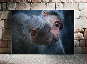 Πίνακας, Monkeys Close Up Πίθηκοι από κοντά