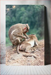 Πίνακας, Monkeys Grooming Each Other Μαϊμούδες που καλλωπίζονται ο ένας τον άλλον