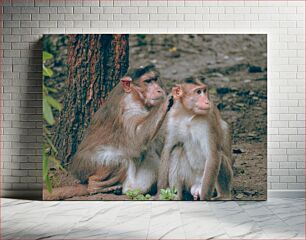 Πίνακας, Monkeys Grooming Μαϊμούδες Καλλωπισμός