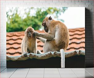 Πίνακας, Monkeys Grooming on Roof Μαϊμούδες που καλλωπίζονται στη στέγη