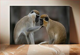 Πίνακας, Monkeys in Close Interaction Πίθηκοι σε στενή αλληλεπίδραση