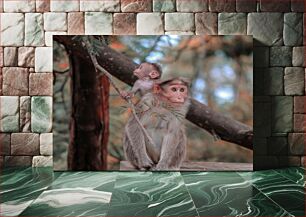 Πίνακας, Monkeys in Nature Πίθηκοι στη φύση