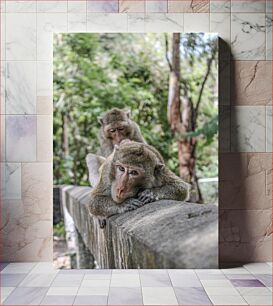 Πίνακας, Monkeys in the Forest Μαϊμούδες στο Δάσος