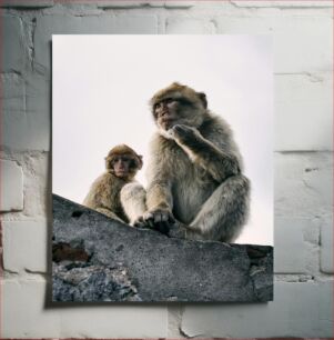 Πίνακας, Monkeys Observing Πίθηκοι που παρατηρούν