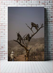 Πίνακας, Monkeys on a Tree in the Wild Πίθηκοι σε ένα δέντρο στην άγρια ​​φύση