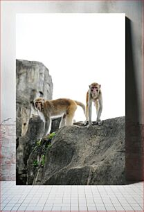 Πίνακας, Monkeys on Rocky Terrain Πίθηκοι στο βραχώδες έδαφος