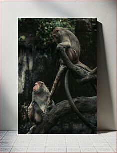 Πίνακας, Monkeys on Tree Branches Πίθηκοι σε κλαδιά δέντρων