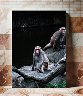 Πίνακας, Monkeys Resting on Rocks Πίθηκοι που στηρίζονται σε βράχους