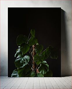 Πίνακας, Monstera Plant Against Dark Background Φυτό Monstera σε σκοτεινό φόντο