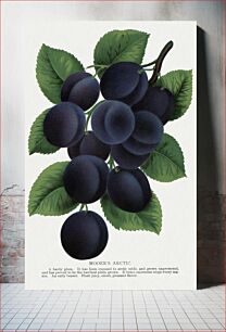 Πίνακας, Mooer's Arctic plum lithograph from Botanical Specimen published by Rochester Lithographing and Printing Company