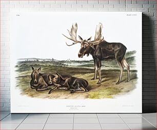 Πίνακας, Moose Deer (Servus alces) from the viviparous quadrupeds of North America (1845) illustrated by John Woodhouse Audubon (1812-1862)