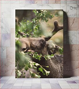 Πίνακας, Moose in the Forest Άλκες στο Δάσος