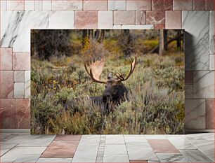 Πίνακας, Moose in the Wild Άλκες στην άγρια ​​φύση