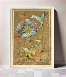 Πίνακας, Morning Glory (Convolvalus arrensis), from the Flowers series for Old Judge Cigarettes, issued by Goodwin & Company