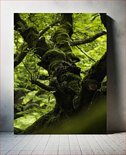 Πίνακας, Moss-Covered Tree in a Forest Δέντρο καλυμμένο με βρύα σε ένα δάσος