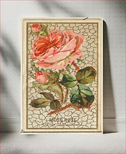 Πίνακας, Moss Rose (Rosa Muscosa), from the Flowers series for Old Judge Cigarettes