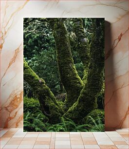 Πίνακας, Mossy Tree Trunks in Forest Ποώδη κορμοί δέντρων στο δάσος