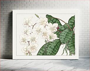 Πίνακας, Moth orchid flower, Japanese woodblock art