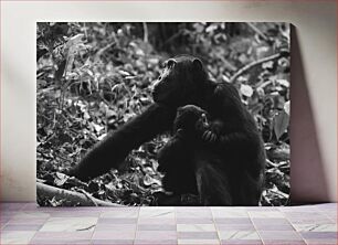 Πίνακας, Mother and Baby Chimpanzees in the Wild Μητέρα και μωρά χιμπατζήδες στην άγρια ​​φύση