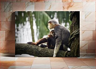 Πίνακας, Mother and Baby Monkey on Tree Μητέρα και μωρό μαϊμού στο δέντρο