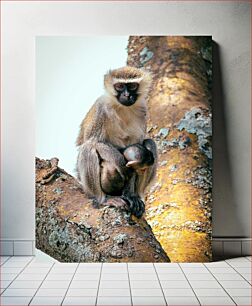 Πίνακας, Mother Monkey with Baby Μητέρα μαϊμού με μωρό