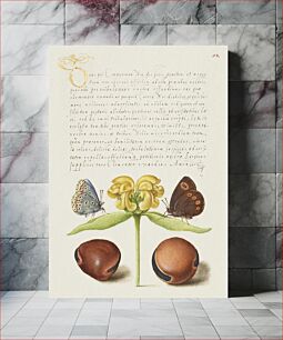 Πίνακας, Moths, Jerusalem Sage, and Beans from Mira Calligraphiae Monumenta or The Model Book of Calligraphy (1561–1596) by Georg Bocskay and Joris Hoefnagel