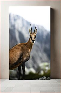 Πίνακας, Mountain Antelope Ορεινή Αντιλόπη