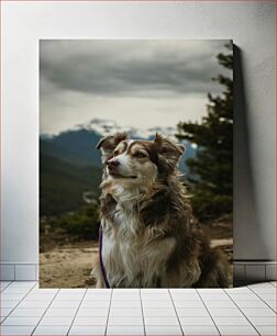 Πίνακας, Mountain Dog Σκύλος Βουνού