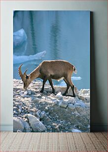 Πίνακας, Mountain Goat by the Water Ορεινή Κατσίκα δίπλα στο Νερό