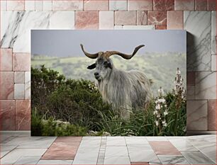 Πίνακας, Mountain Goat in Natural Habitat Κατσίκα του βουνού σε φυσικό βιότοπο