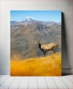 Πίνακας, Mountain Goat in Natural Habitat Κατσίκα του βουνού σε φυσικό βιότοπο