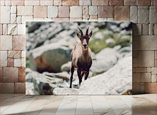 Πίνακας, Mountain Goat in Natural Habitat Κατσίκα του βουνού σε φυσικό βιότοπο