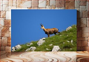 Πίνακας, Mountain Goat on a Hillside Κατσίκα του βουνού σε μια πλαγιά