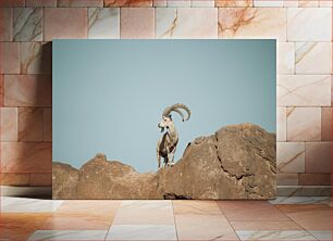 Πίνακας, Mountain Goat on Rocks Ορεινή Κατσίκα σε Βράχους