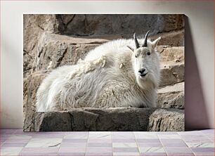 Πίνακας, Mountain Goat Resting Ορεινή Κατσίκα Αναπαύεται