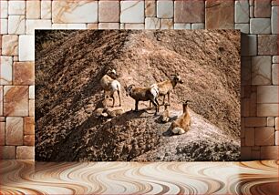 Πίνακας, Mountain Goats in Desert Βουνό Κατσίκες στην Έρημο