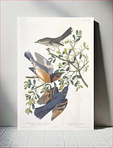 Πίνακας, Mountain Mocking Bird and Varied Thrush