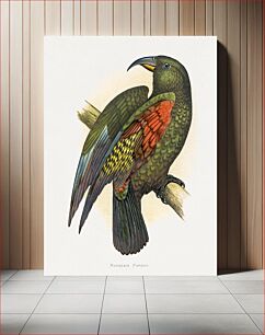 Πίνακας, Mountain Parrot (Nestor notabilis) colored wood-engraved plate by Alexander Francis Lydon