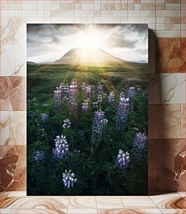 Πίνακας, Mountain Sunrise Over Lupine Field Ανατολή του βουνού πάνω από το λούπινο πεδίο