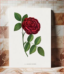Πίνακας, Mr Boncenne rose, vintage flower illustration by François-Frédéric Grobon